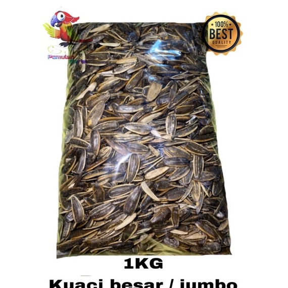PAKAN BURUNG KUACI BESAR KUACI JUMBO 1KG KAKAK TUA KUACI BESAR  1 KG BIJI MATAHARI KUACI BESAR ➩Lari