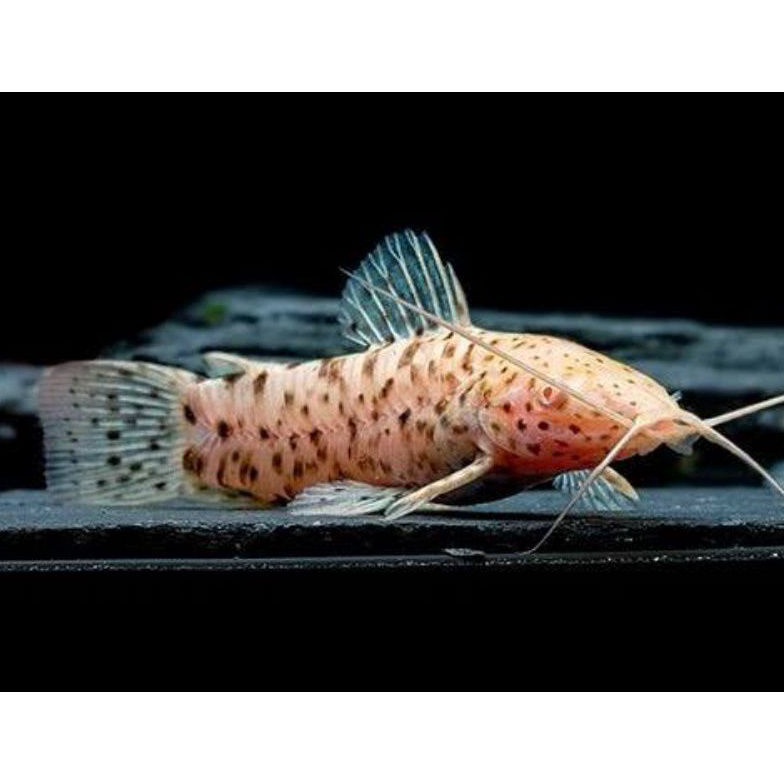Best seller ikan hias Hoplo Catfish Albino (super rare) / pembersih sisa sisa pakan JAM