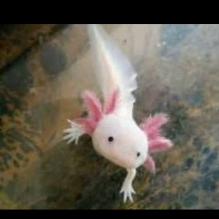 FLASH SALE AXOLOTL LEUCISTIC MATA HITAM TERMURAH