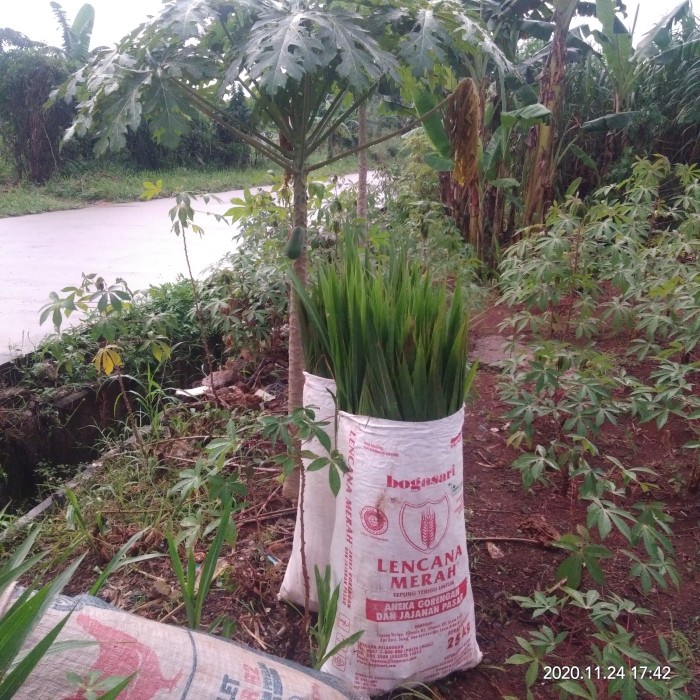 Rumput Odot Segar pakan Marmut Kelinci Kura kura Kambing Sapi 10kg