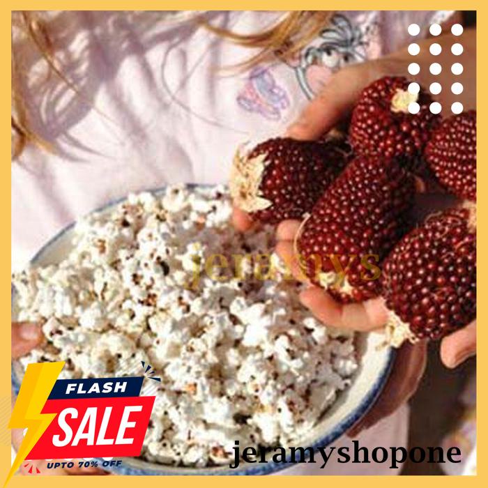 POPULER BENIH-BIBIT JAGUNG STRAWBERRY POPCORN (HAIRA SEED) 