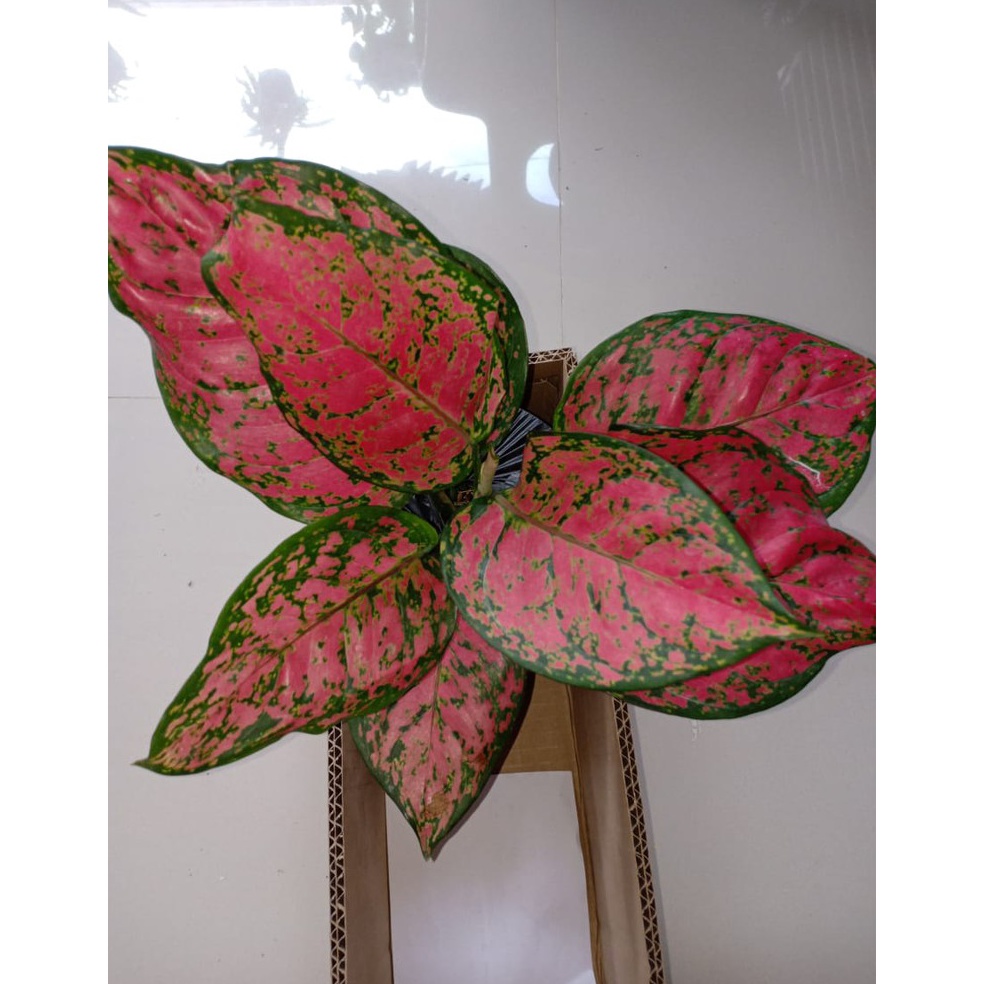 Trend Terbaru.. DUD ANJAMANI SPESIAL  - Tanaman Hias Aglonema / Aglaonema