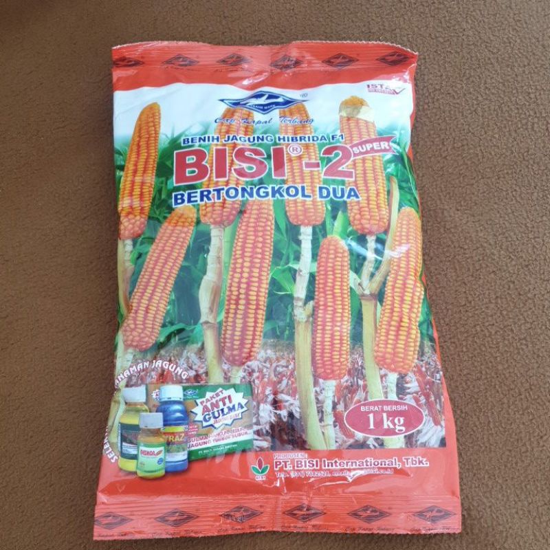 

Bisi2 / Bertongkol 2