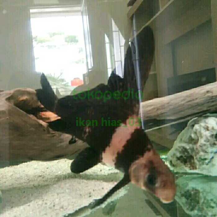 CHF chinese high fin fish
