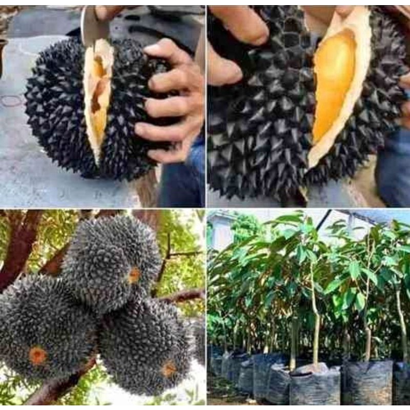 Bibit durian duri hitam asli okulasi