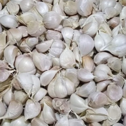 

YGBT0312 TEBUS MURAH bawang putih segar kating Bersih 1kg