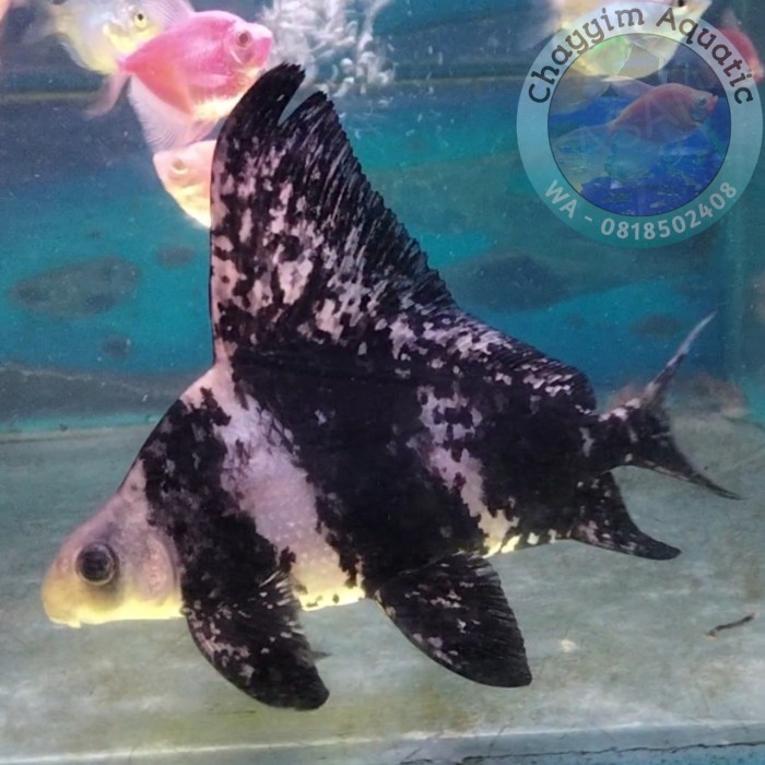Ikan Hias Chinese High Fin CHF Aquascape Tank Mate