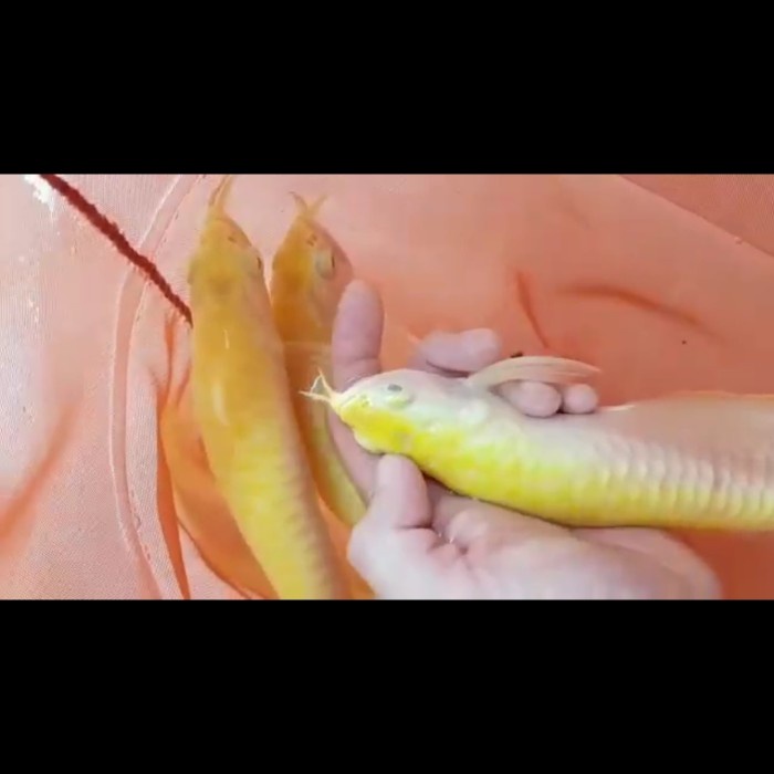 arwana arowana silver albino mata merah muda