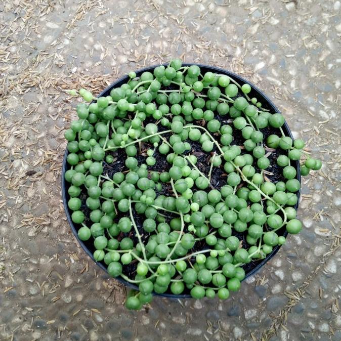 favorit] Tanaman tasbih, kaktus sukulen tasbih, tanaman gantung tasbih