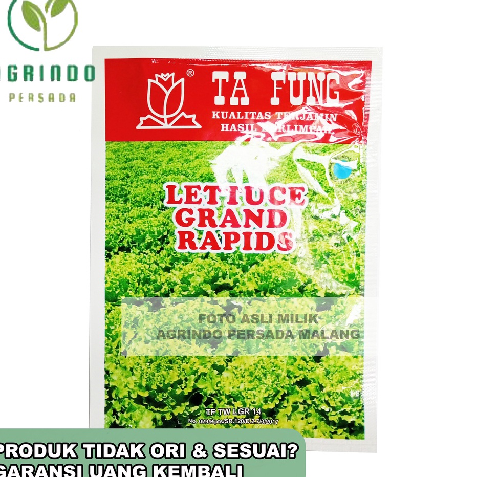 COD Benih Lettuce Grand Rapids 10 gram | Lettuce Alishan 10 gram 