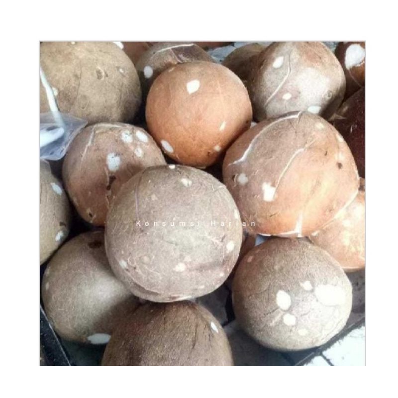 

Kelapa Utuh / Coconut 1pcs