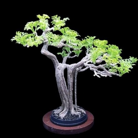 Bonsai Siap Pajang Beringin Hiasan Akuarium