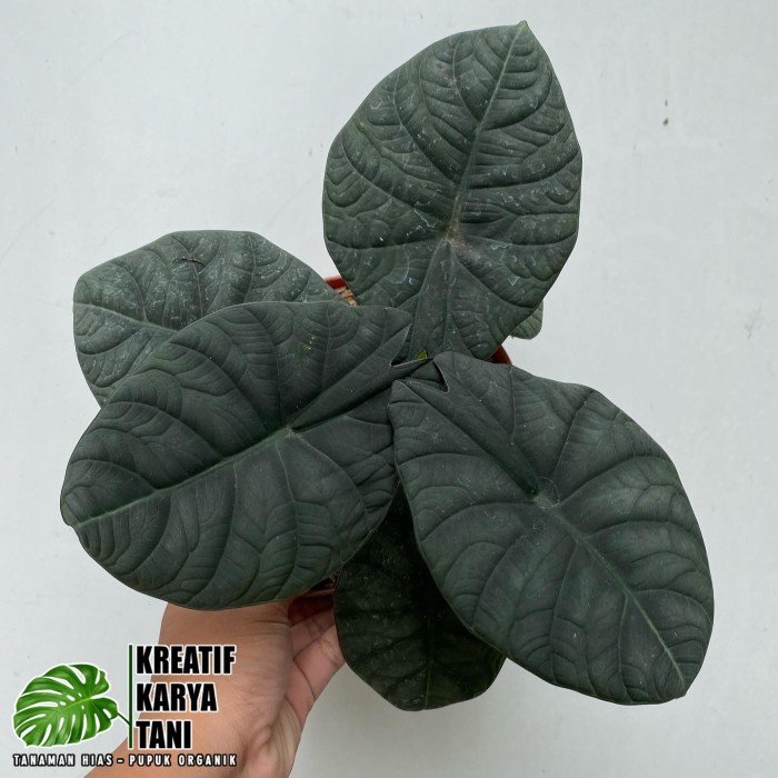 Tanaman hias alocasia maharani - Alocasia maharani