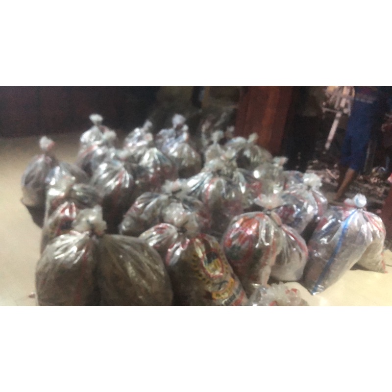 Jangkrik hidup fresh