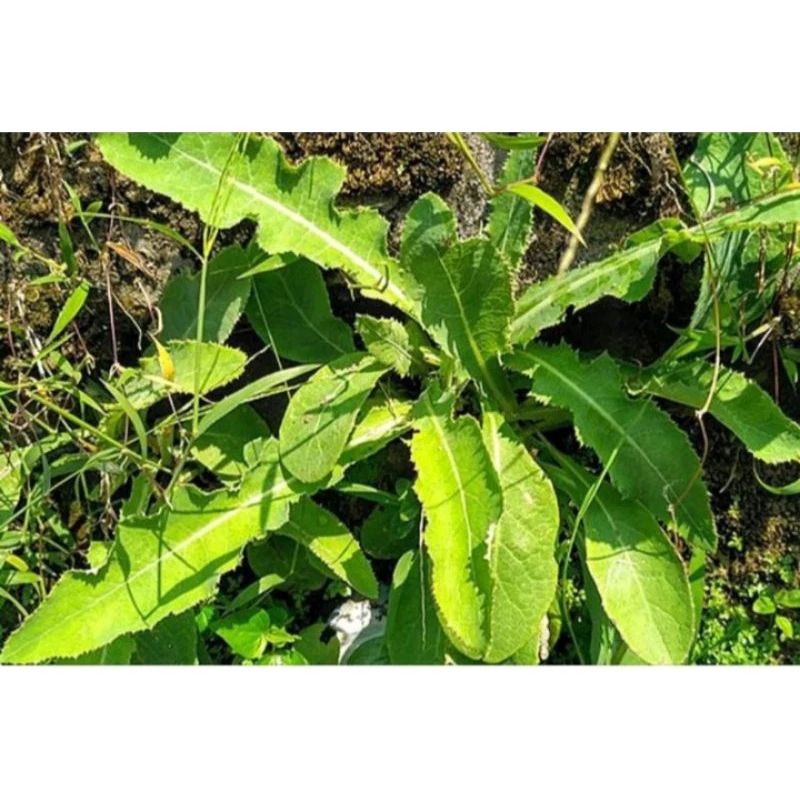 

Daun tempuyung fresh 100gram murah terlaris di ambil dadakan
