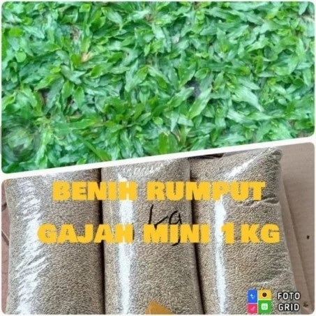 BAYAR DITEMPAT Benih Biji Rumput Gajah Mini - Bibit Rumput gajah mini 1Kg /GUNTING DAHAN/BIBIT