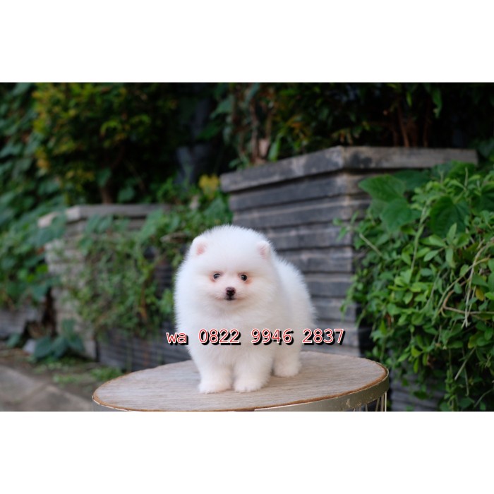 Harga mini best sale pomeranian teacup