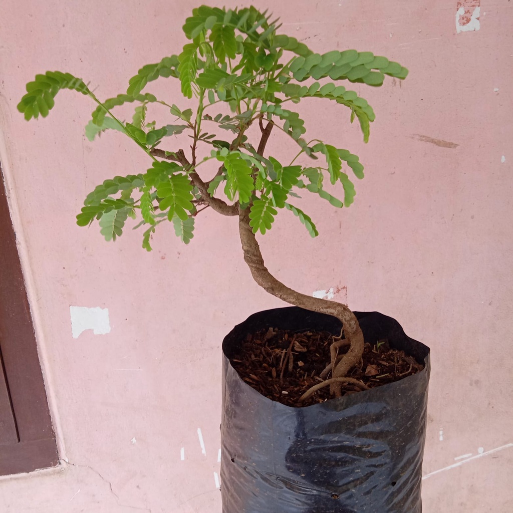bonsai asem jawa siap pajang