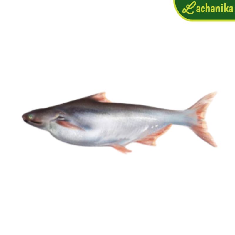 

Ikan Patin Segar 1kg