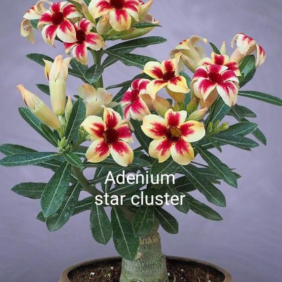 Tanaman hias paket 6 adenium Kamboja Jepang macam jenis bunga Cantik|Bagus 604