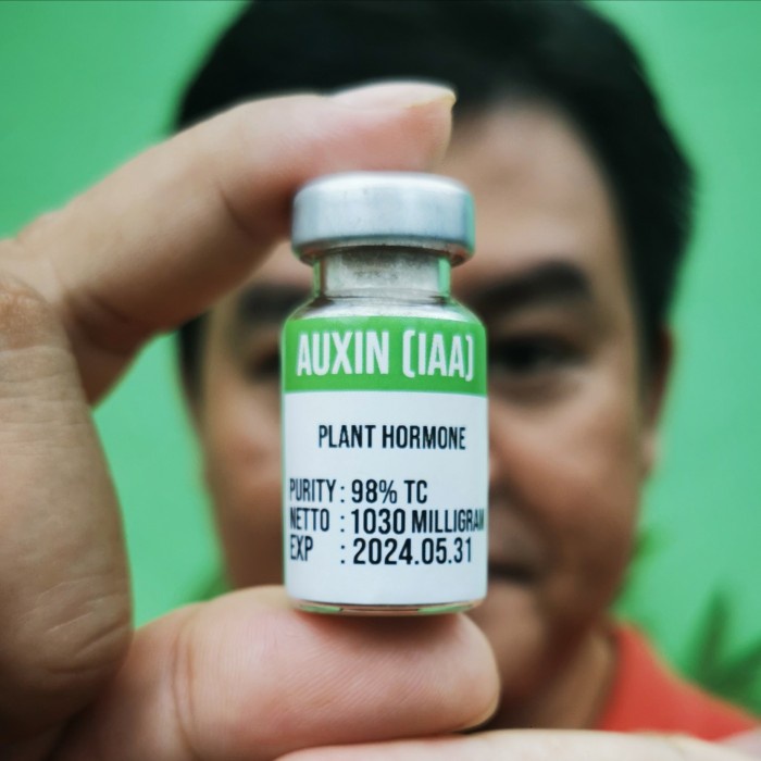 HORMON AUXIN AUKSIN IAA MURNI SERBUK POWDER BOTOL VIAL STERIL PELARUT