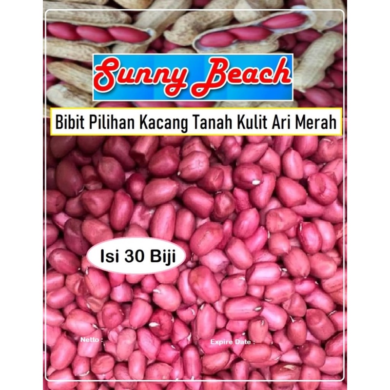 Bibit Pilihan Kacang Tanah Kulit Ari Merah|Bibit Kacang Tanah Merah
