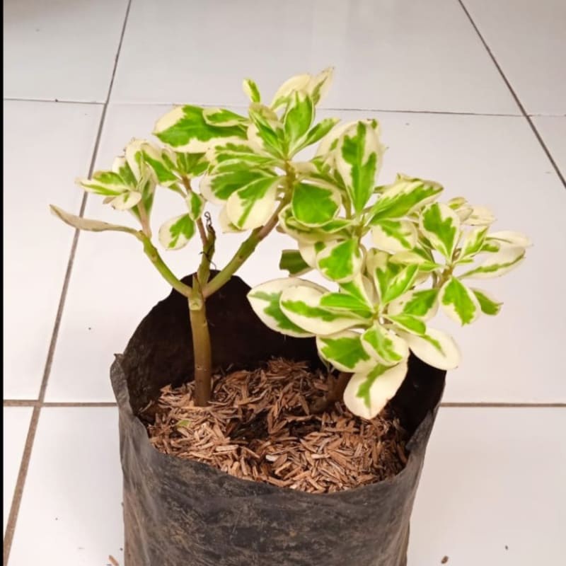 Tanaman Ginseng Jawa Varigata | Pohon Hias Gingseng Varigata