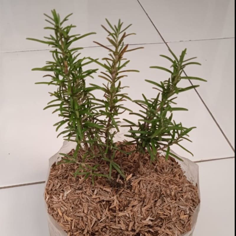 Tanaman Rosemary | Tanaman Bunga Rosemary | Pohon Rosemary