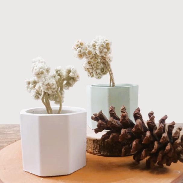 MINI EDELWEIS + POT SEMEN PUTIH