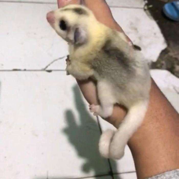 Sugar Glider Platinum Mozaic