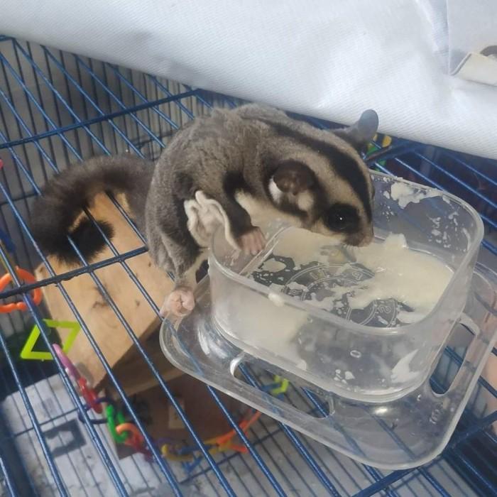 Sugar Glider Baby
