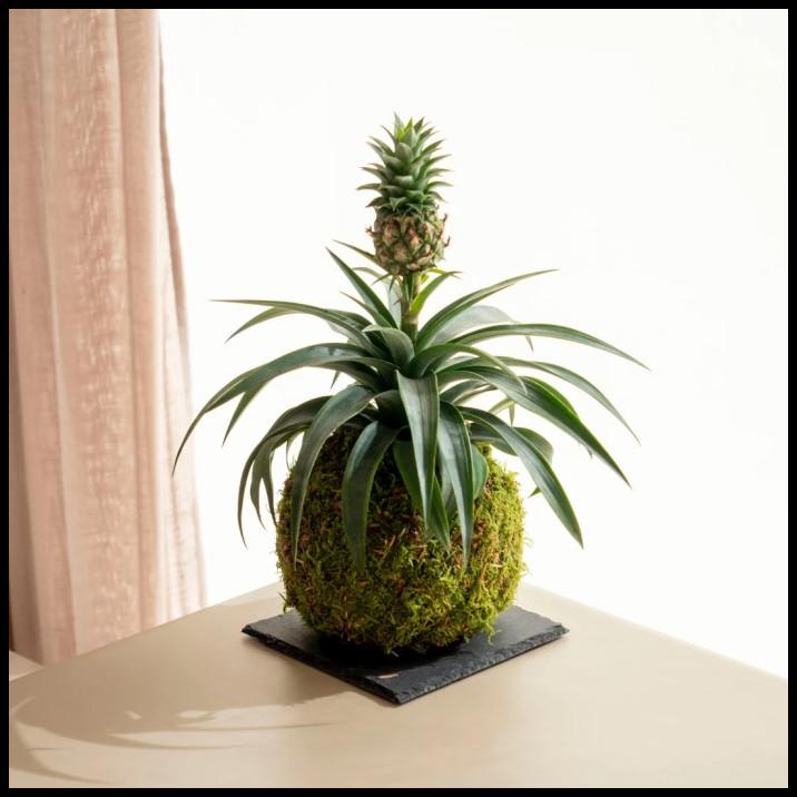 

DISKON MOSSBALL - MINI PINEAPPLE NANAS MINI MADU