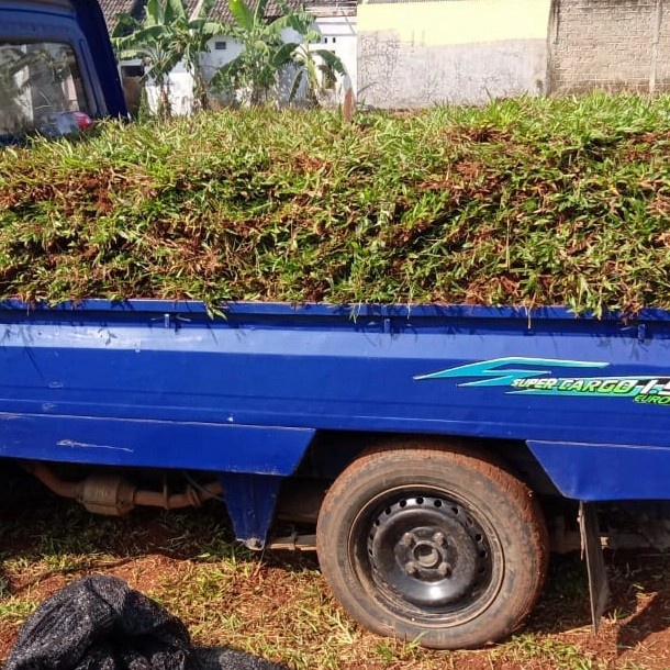 [New Ori] Rumput Paitan Atau Rumput Gajah Besar Terbatas