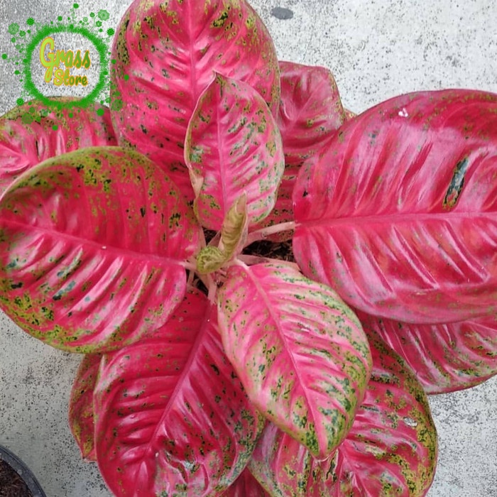[New Ori] Tanaman Hias Aglaonema Wulandari Indukan - Aglonema Wulandari Jumbo Limited