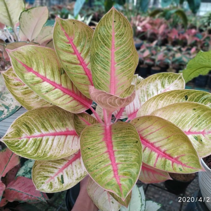 [New Ori] Aglonema Goliath - Aglonema Goliath - Aglonema Berkualitas