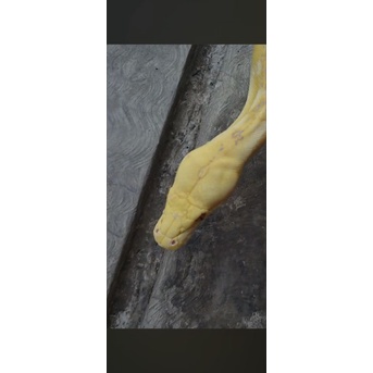 Betina Phantom albino purple phase retic python piton