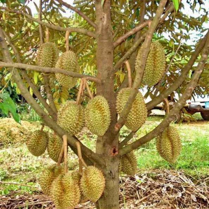 BIBIT DURIAN UNGGUL ASLI BERGARANSI - BIBIT DURIAN CEPAT BERBUAH