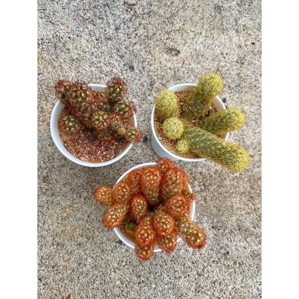 KAKTUS OWNROOT VARIASI JENIS