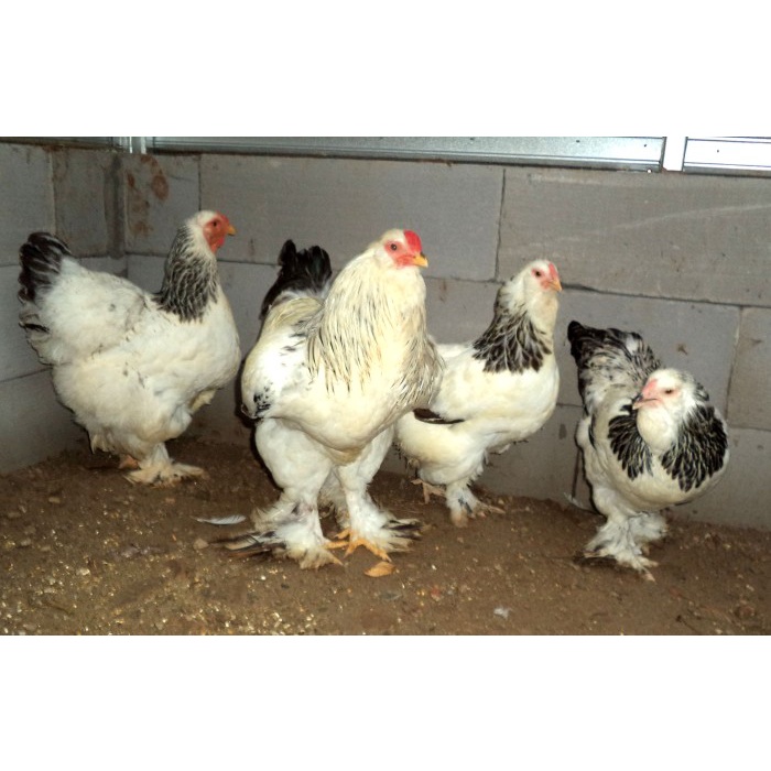 AYAM BRAHMA LIGHT COLOMBIAN USIA 1 BULAN UP REAL FOTO & VIDEO