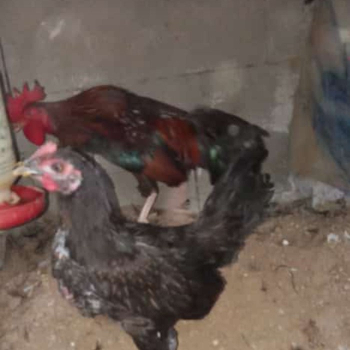 AYAM KETAWA INDUKAN SEPASANG ASLI