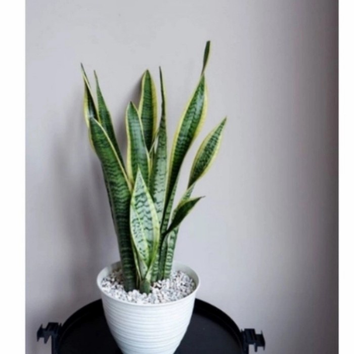 TANAMAN LIDAH MERTUA PANJANG RIMBUN + POT PUTIH