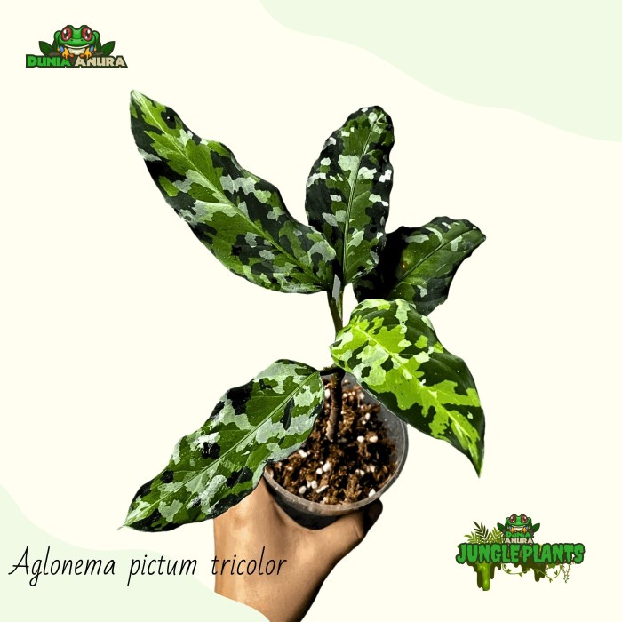 Promo Tanaman Vivarium Aglonema Pictum Tricolor (Army Style)