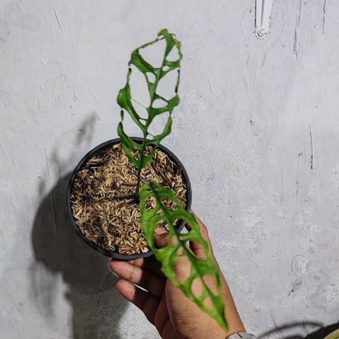 Tanaman Hias Monstera Obliqua Peru Asli/Monstera Obliqua Original