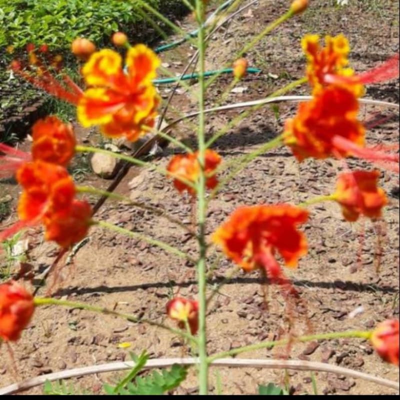 Bibit Bunga Flamboyan