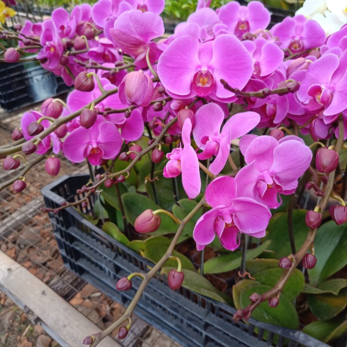 Anggrek Bulan Taiwan Berbunga