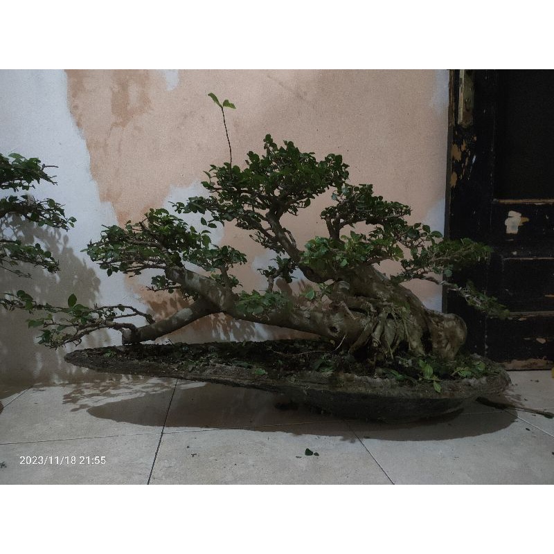 3.ling co bonsai live 3kg