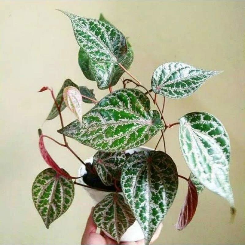 (BISA COD) Tanaman hias sirih merah-tanaman hias hidup sirih merah