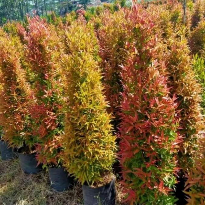Natal // Pohon Pucuk Merah Tinggi 1,5 M Stok Terbatas