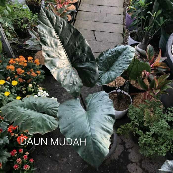 Terbaru Tanaman Hias Alocasia Serendipity/Tanaman Indoor Promo Terlaris