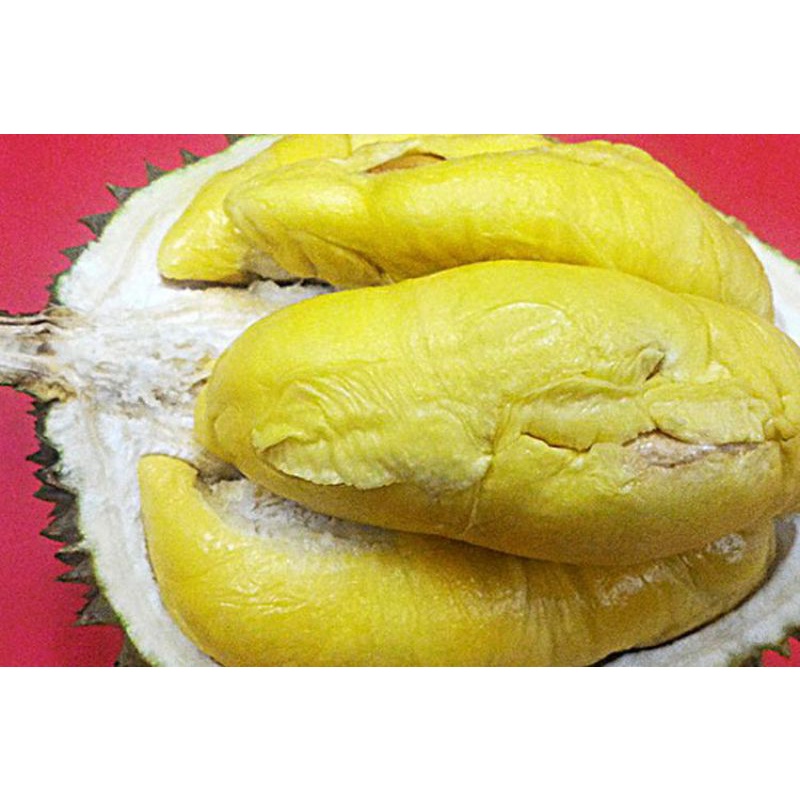 bibit durian musangking hasil okulasi cepat berbunga berbuah